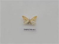 藏品(尺蛾249)的圖片